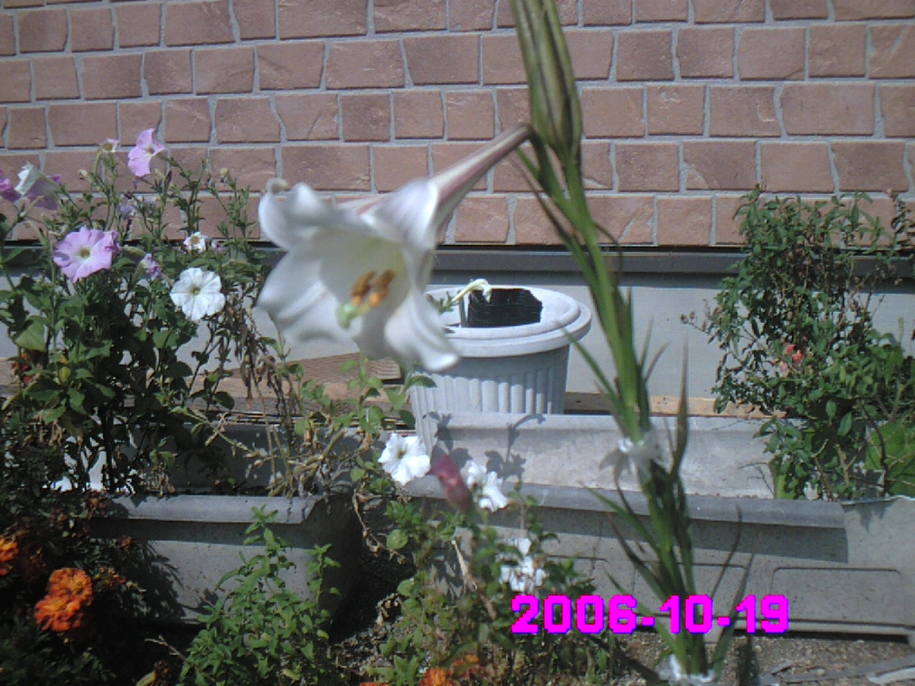 �S���̉�
