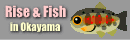 rise��fish